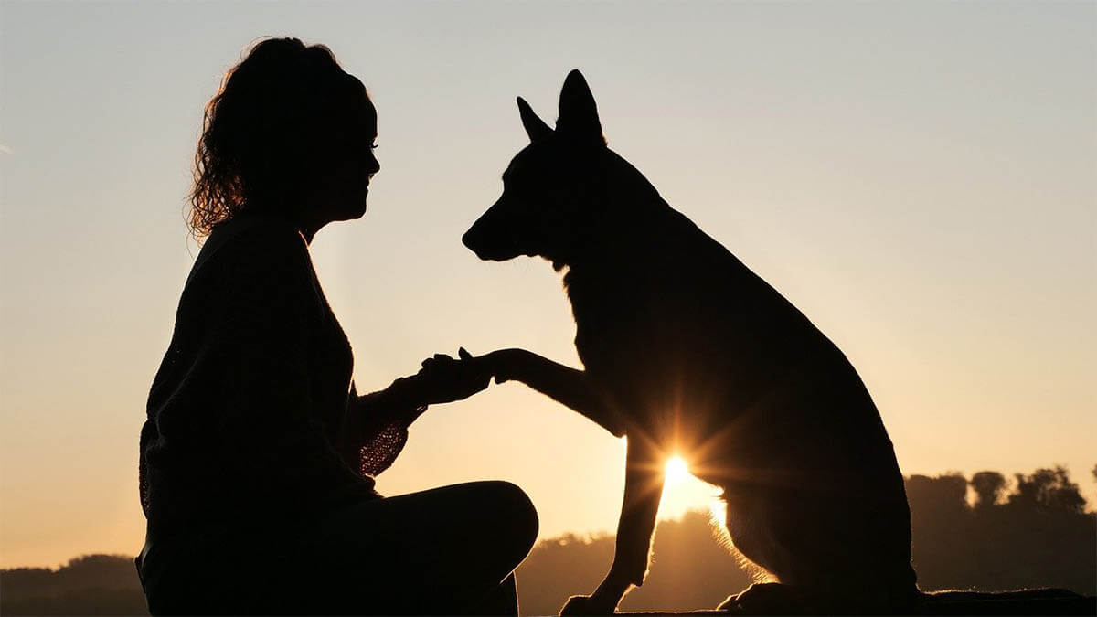 maedchen hund gibt pfote klein