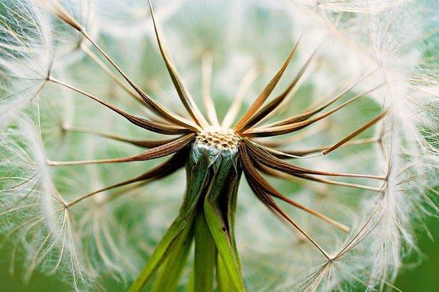 pusteblume macro klein