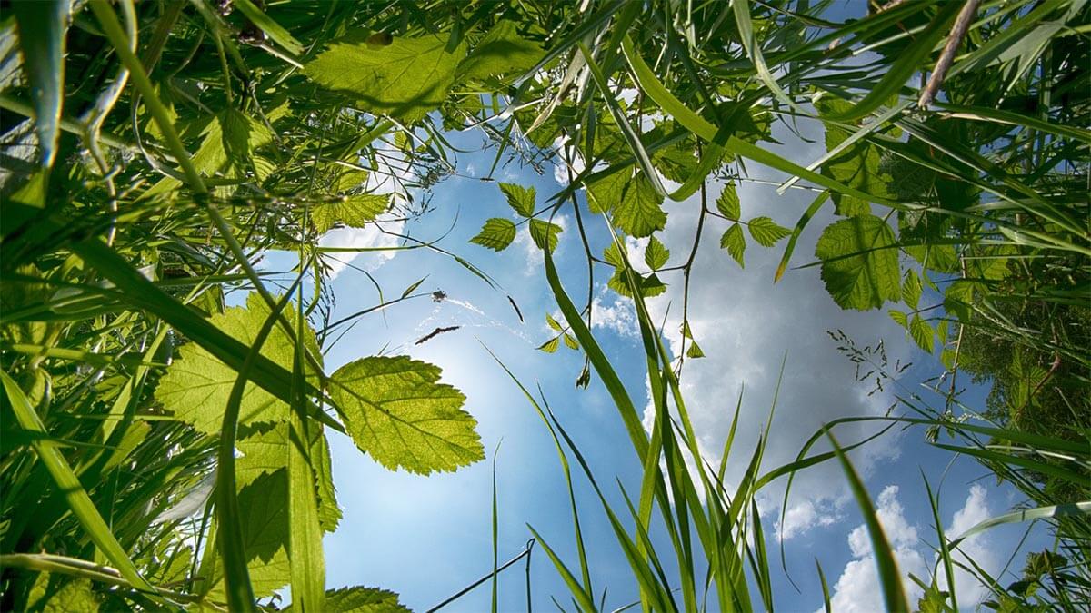 Unkraut, die vergessene Kraft aus Kräutern wiese-himmel-unkraut
