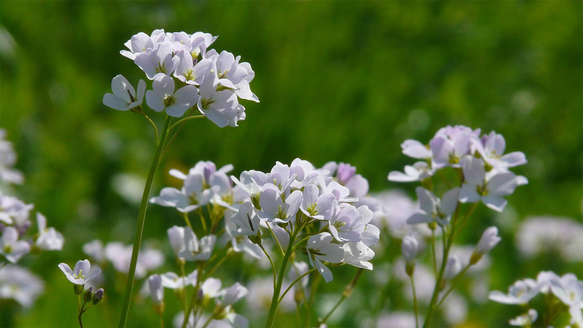 wiesenschaumkraut