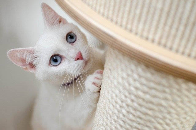katze kratzbaum klein