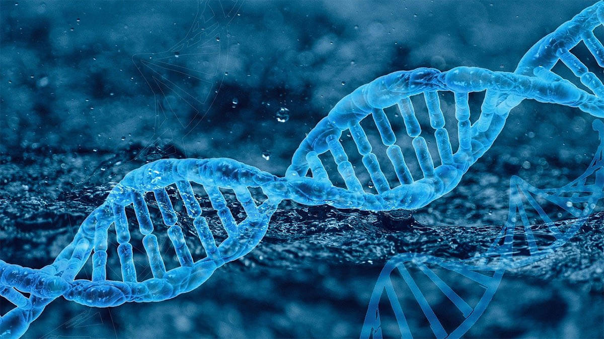 dna gene an