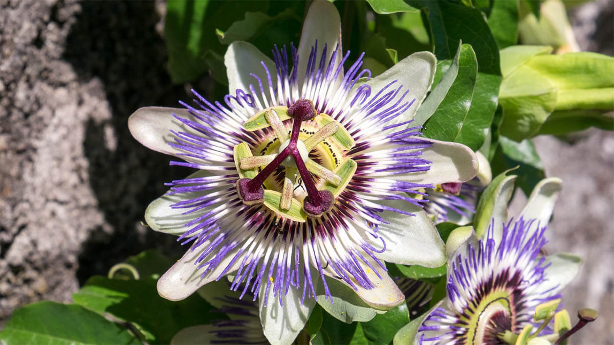 passiflora