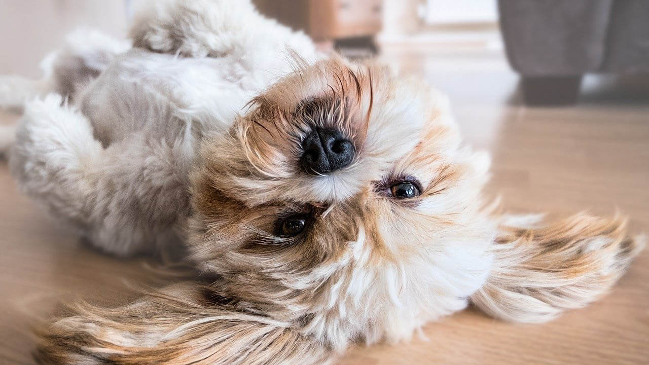 hund-liegt-auf-dem-ruecken