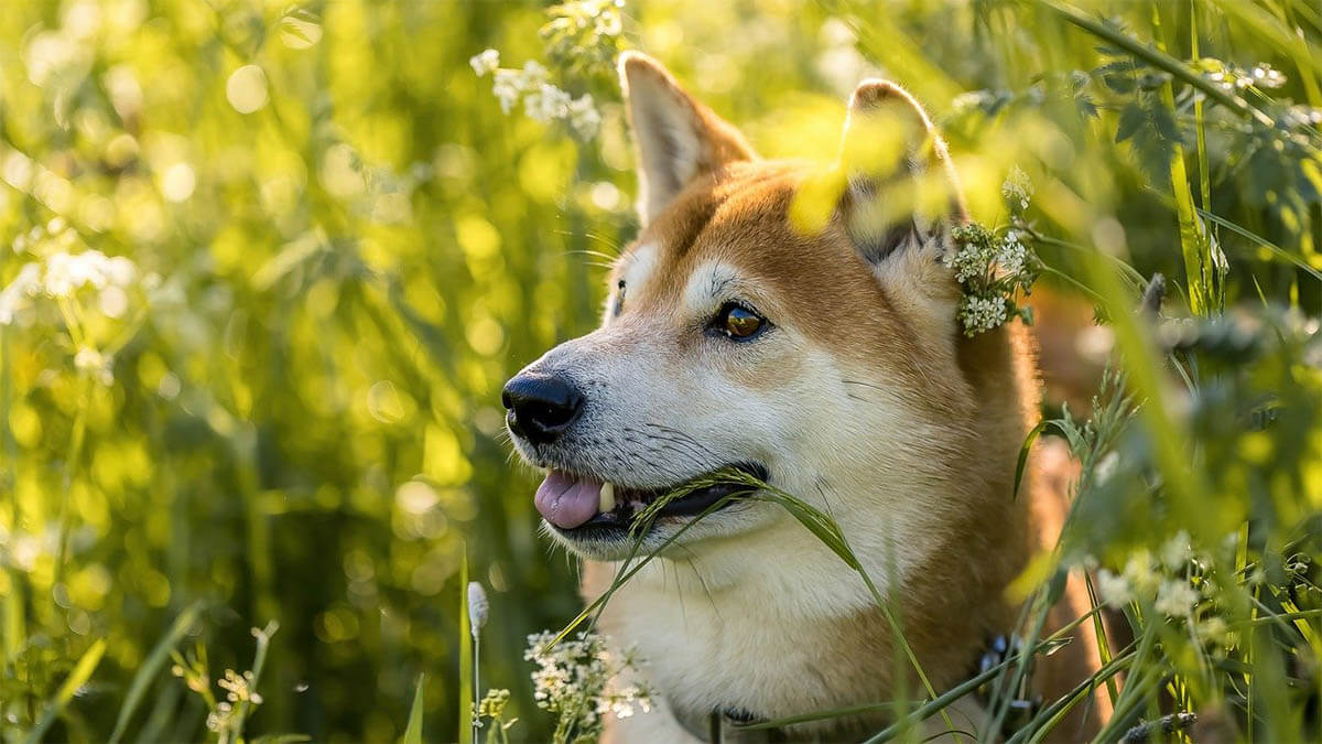 hund-sitzt-im-gras