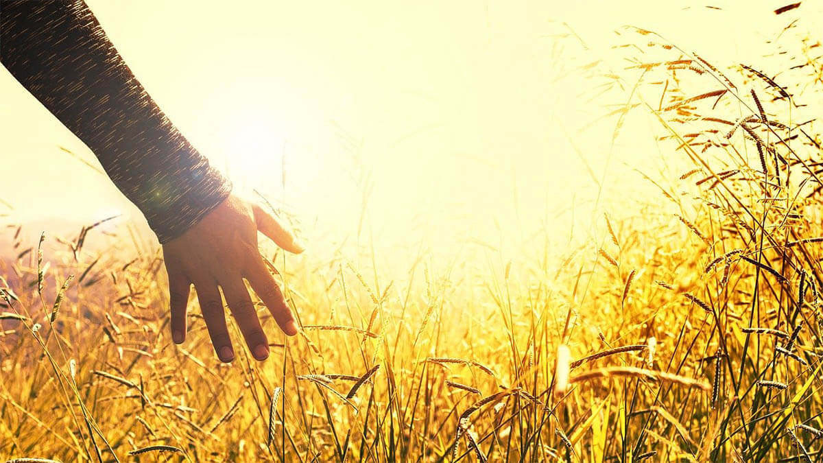 hand-kornfeld-sonnenstrahlen