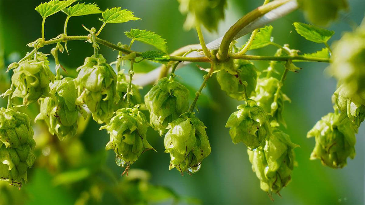 hopfen