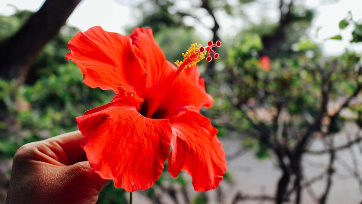 blume rot hawaii