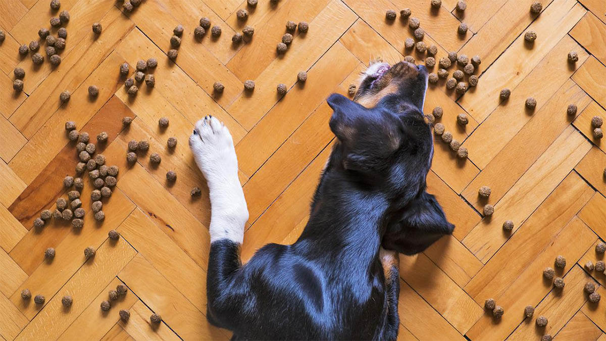 hund-mit-hundefutter-am-boden