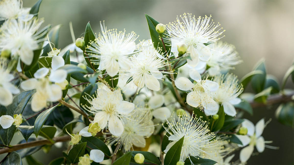 myrte-myrtuscommunis