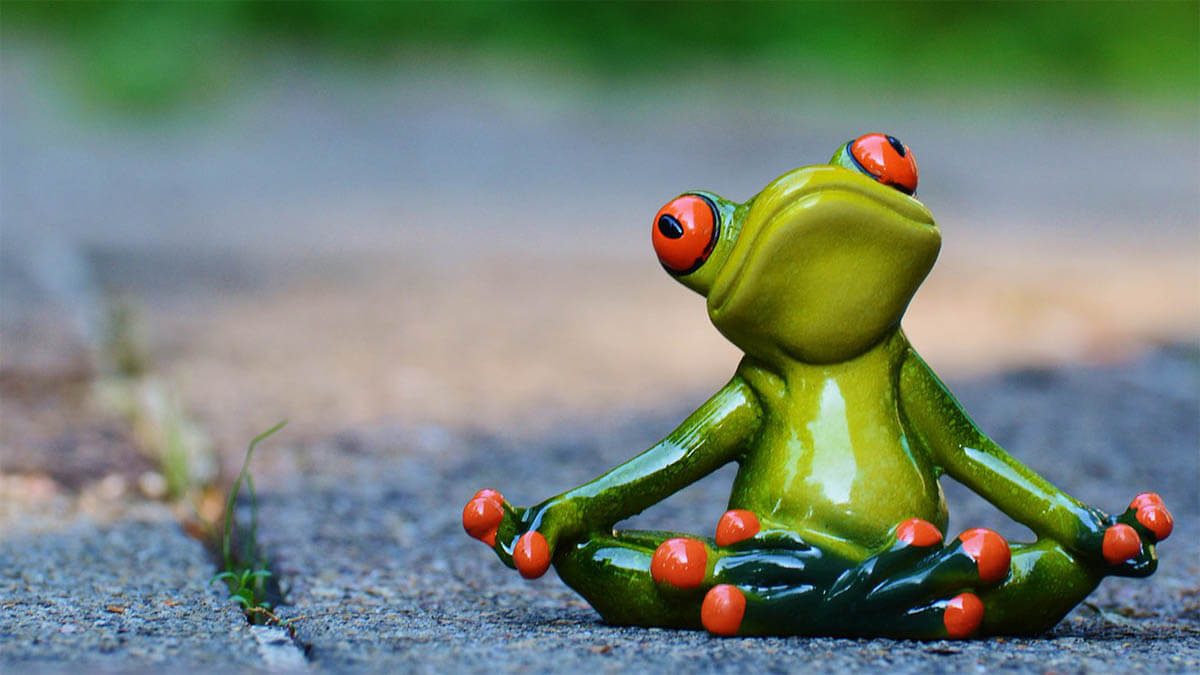 frog relax