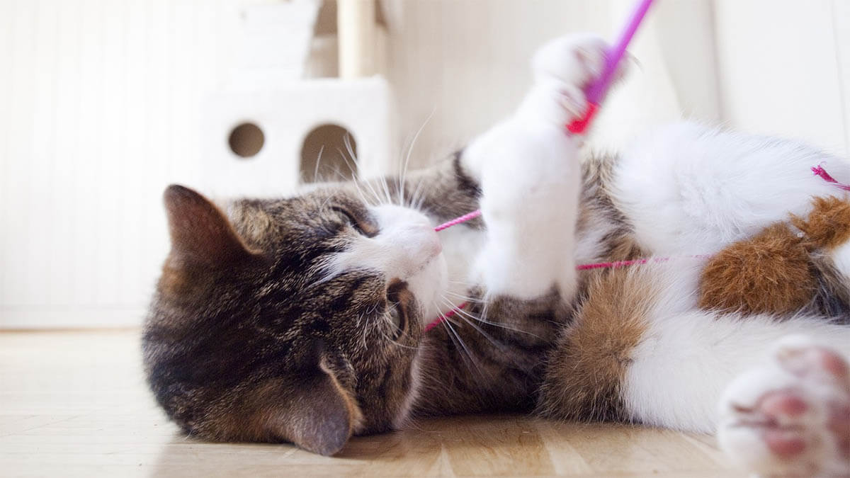 hauskatze-spielt-mit-faden