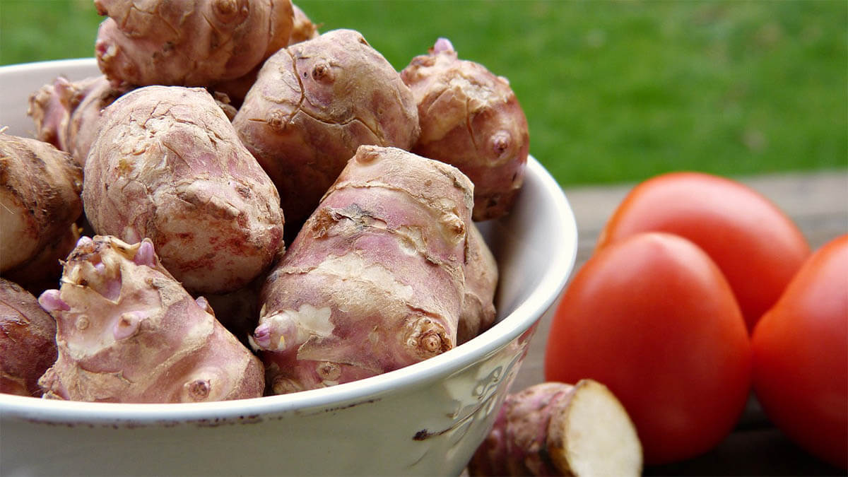 jerusalem artichoke