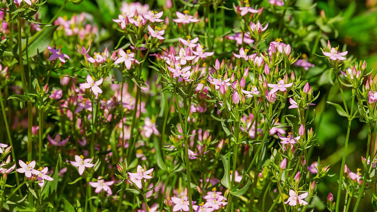 tausengueldenkraut-centaurium-erythraea