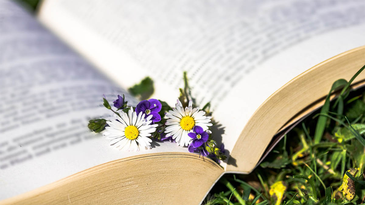 heilkraeuter buch