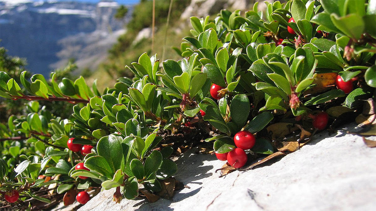 echte-baerentraube-arctostaphylo-uva-ursi