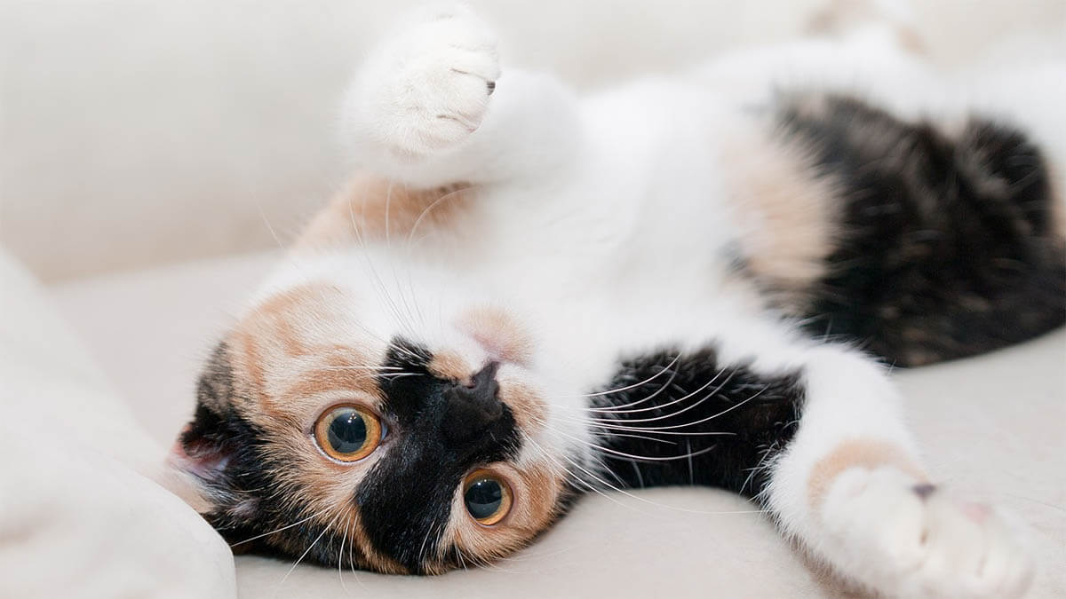 katze-liegt-auf-dem-ruecken