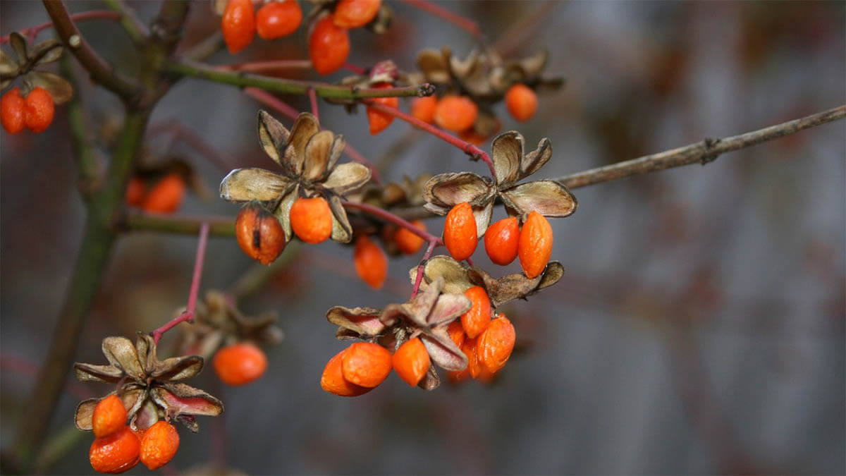 goji beeren strauch