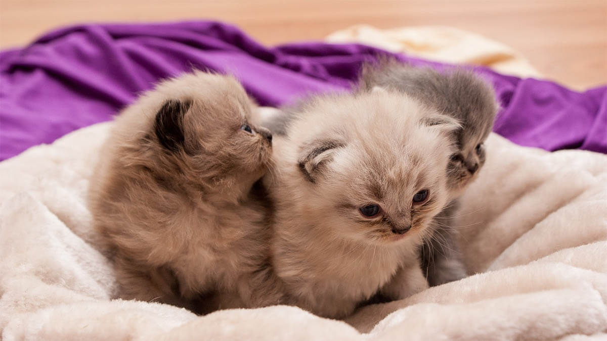 Wie hoch sind die monatlichen Kosten für eine Katze? suesse-katzenbabys