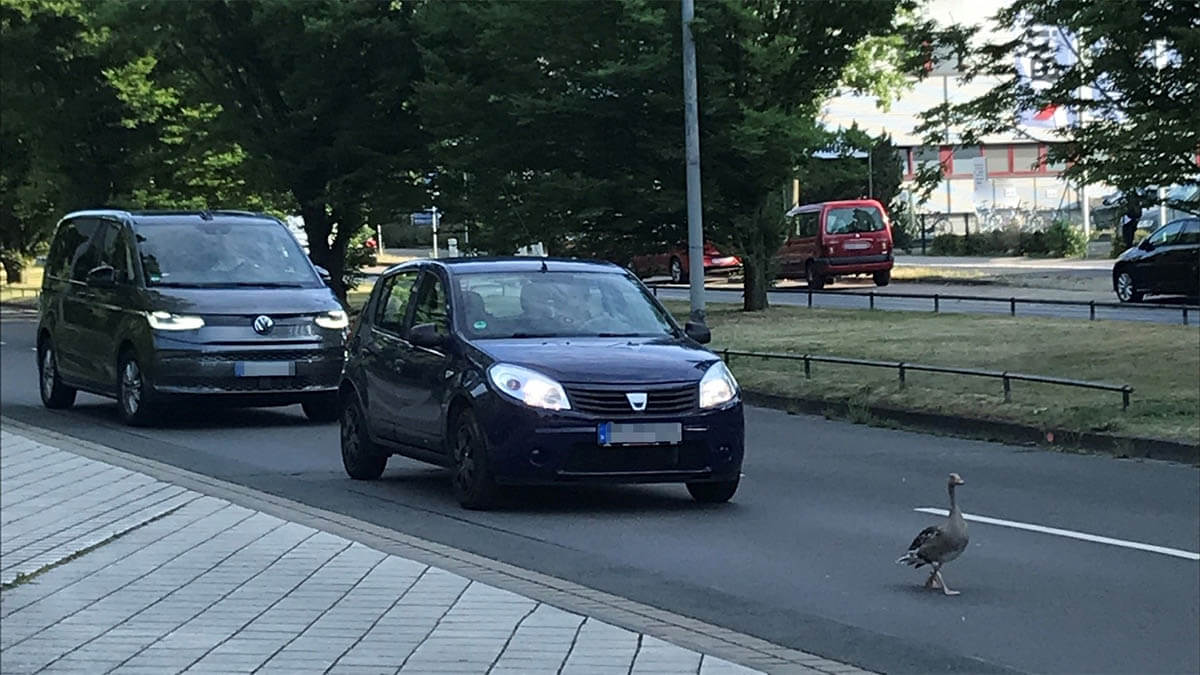 ente laeuft vor auto her