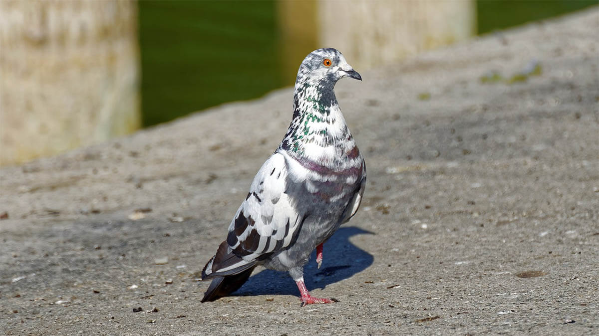 taube streckt das bein hoch