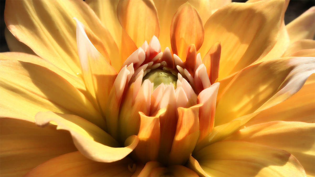 blume gelb gold