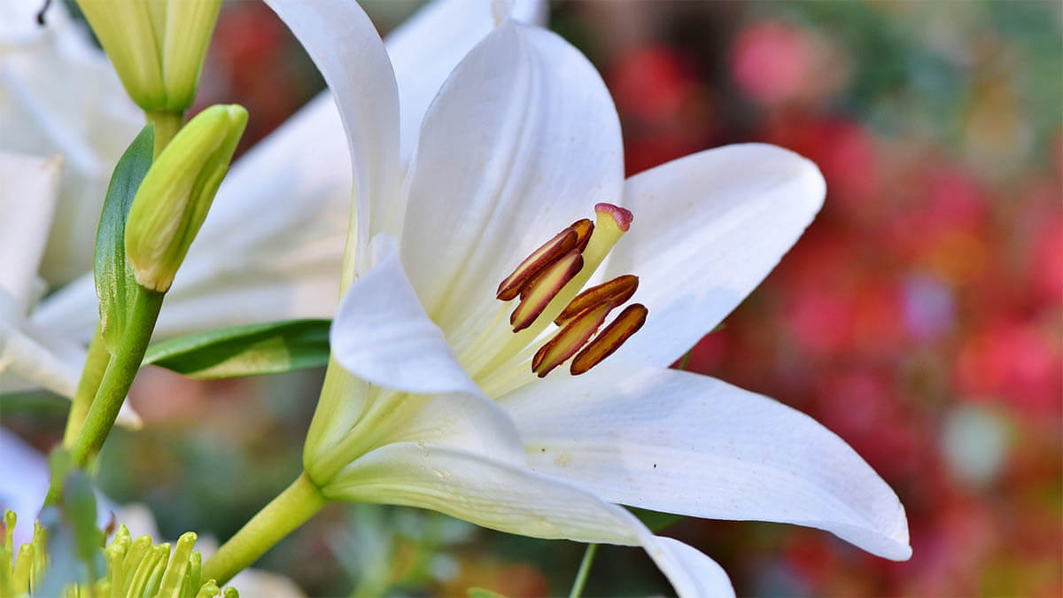 lilie blume an