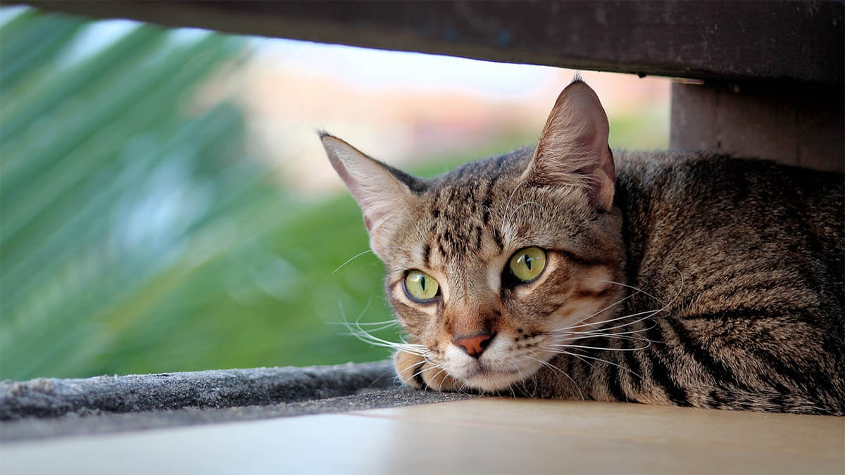 katze traurig