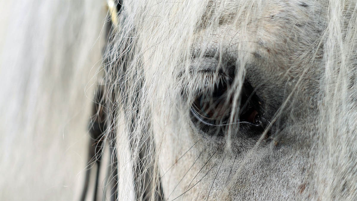 pferd traurig