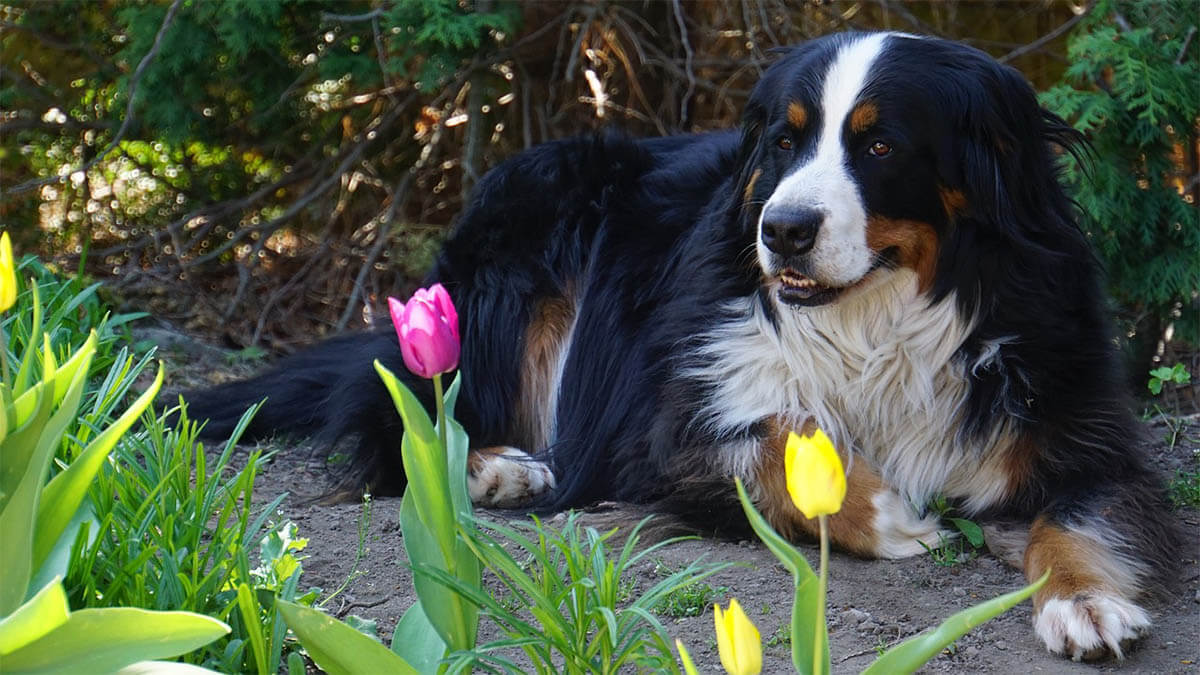 hund liegt im garten