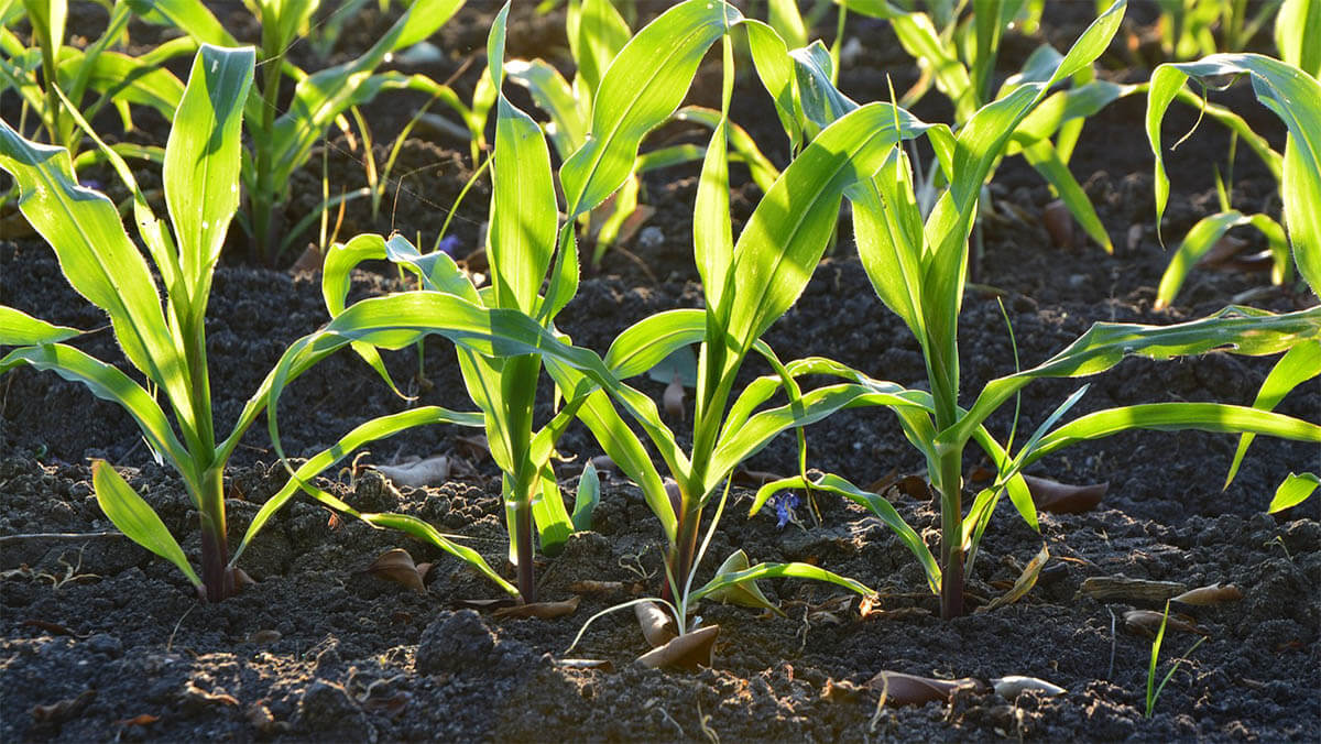 pflanzen mais feld gartenarbeit