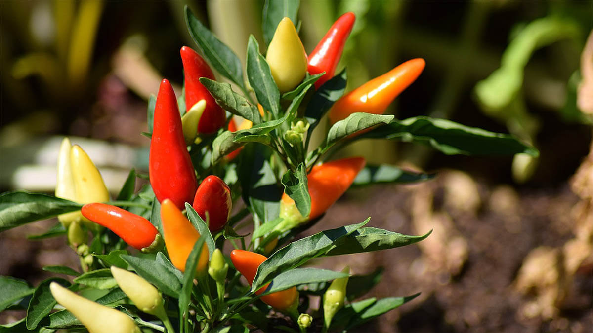 zimmerpflanze-chili