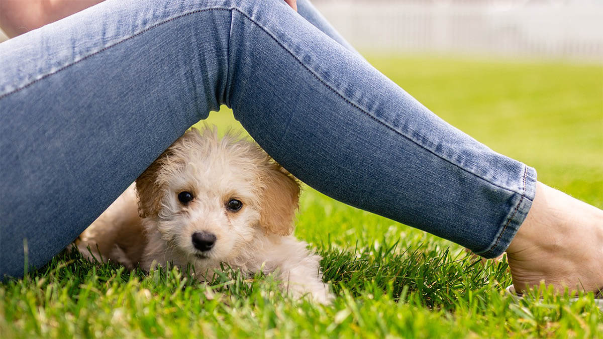 frau hund rasen an