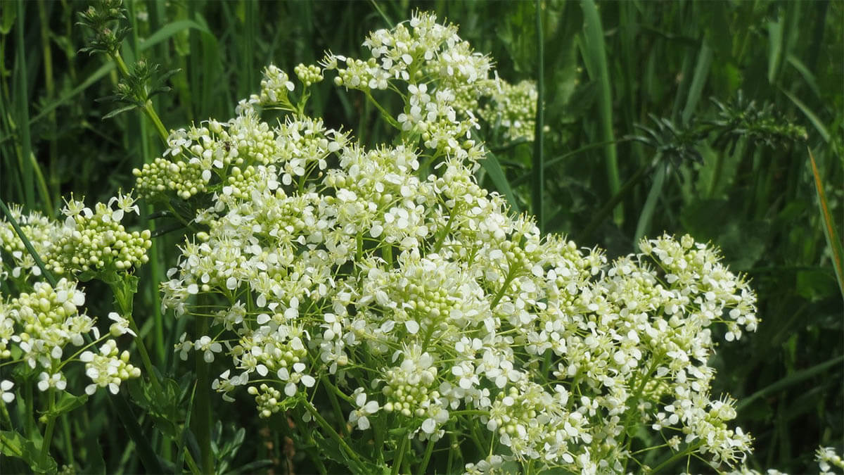 pfeilkresse-lepidium-draba