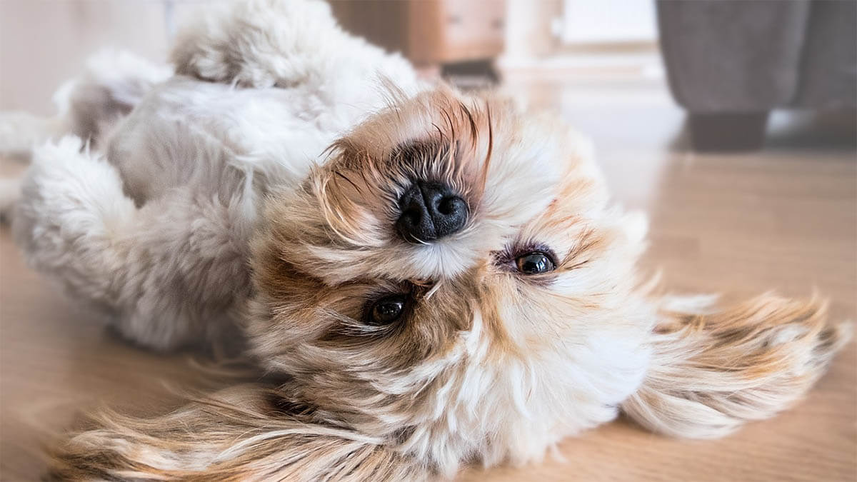 suesser hund boden an