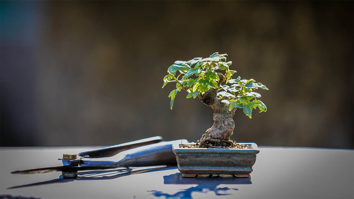 bonsai schneiden schere