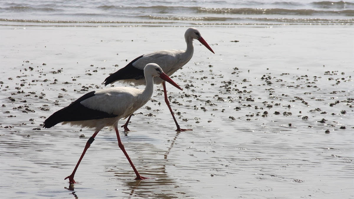 storch watt