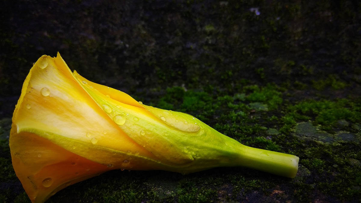 blume gelb moos