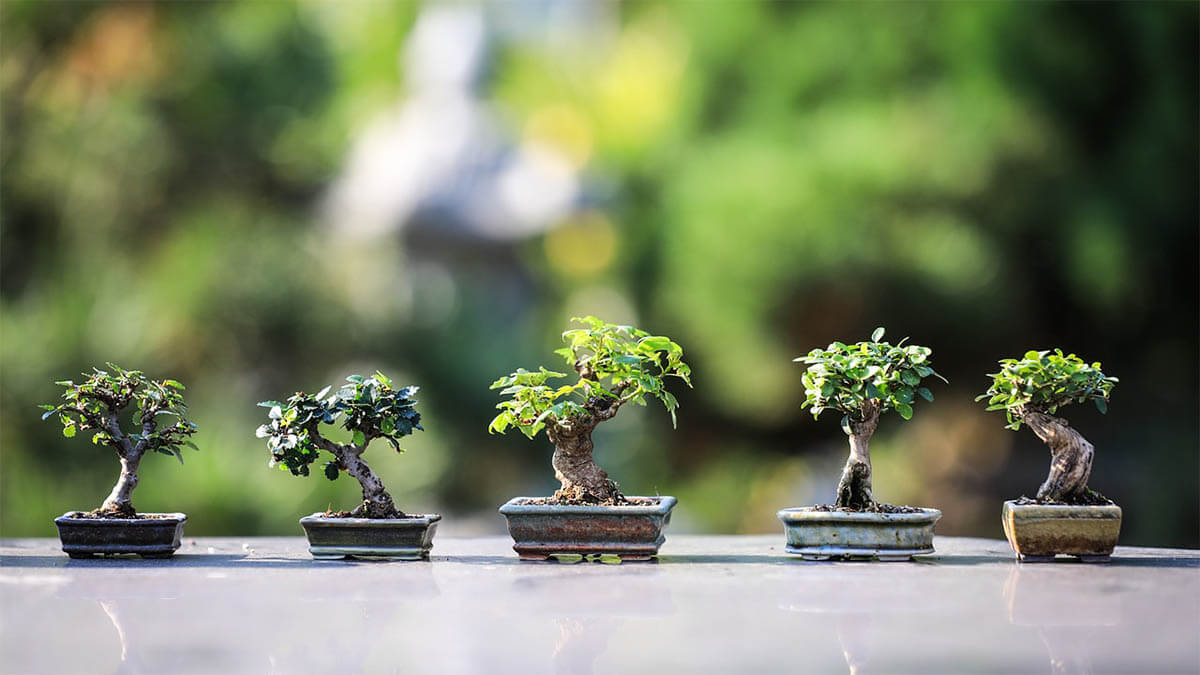 Gestaltungselemente und Techniken beim Bonsai-Design erschiedene-bonsai-baeume