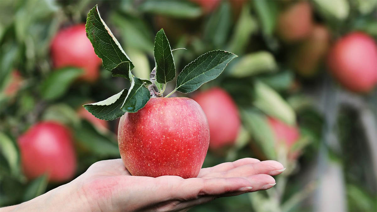 gesundheit-apfel-auf-hand