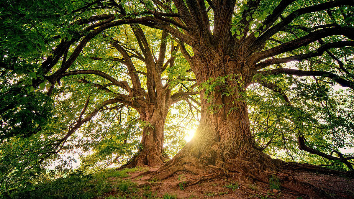 natur-baum-sonnenstrahlen