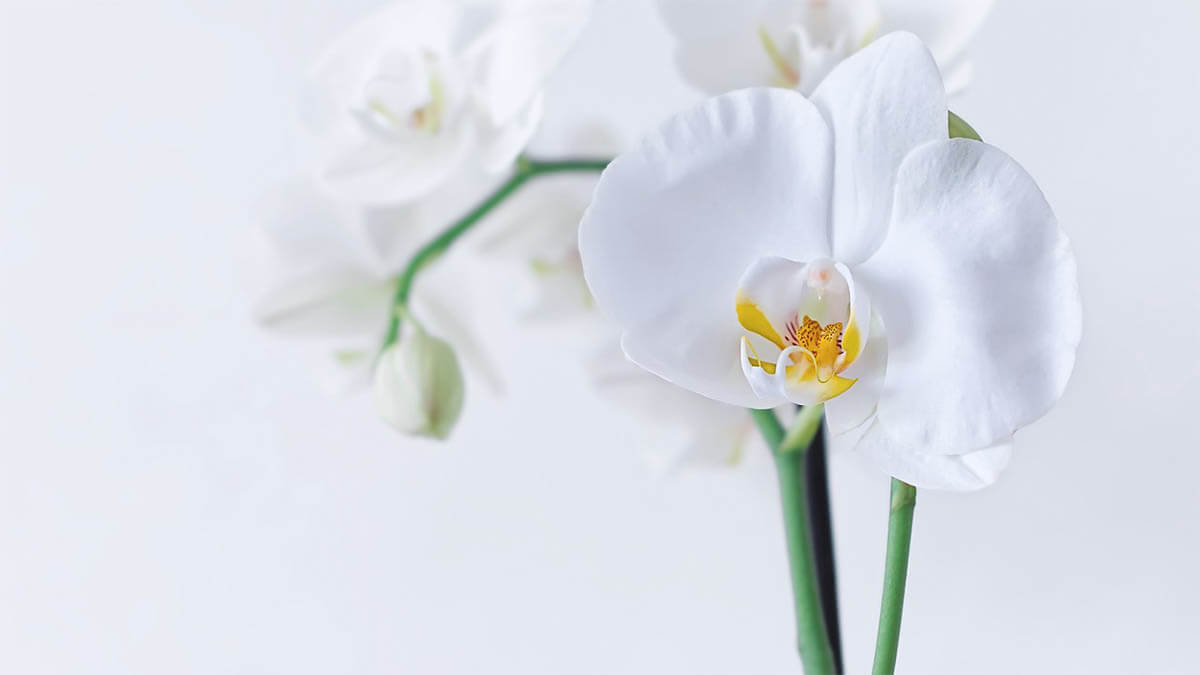 orchidee