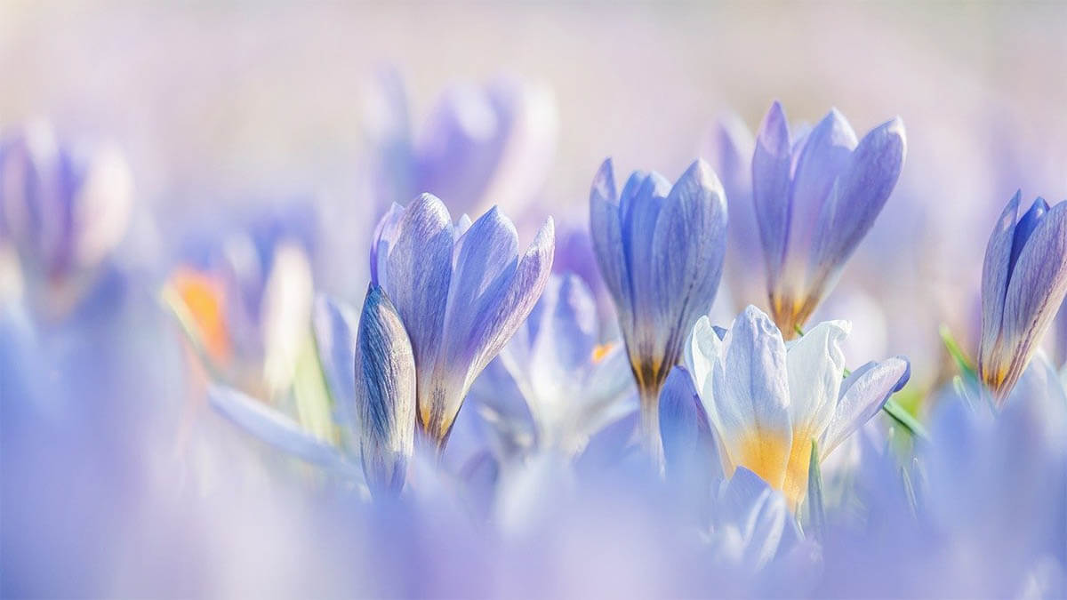 blume krokus lila gelb