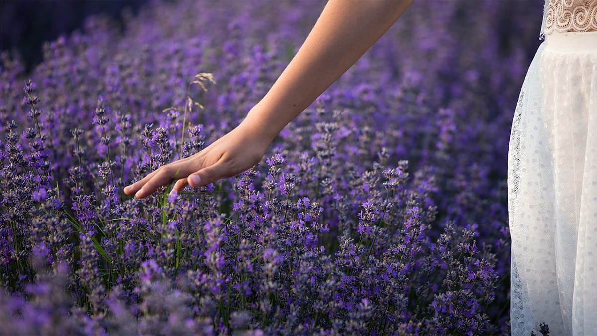 lavendel hand frau