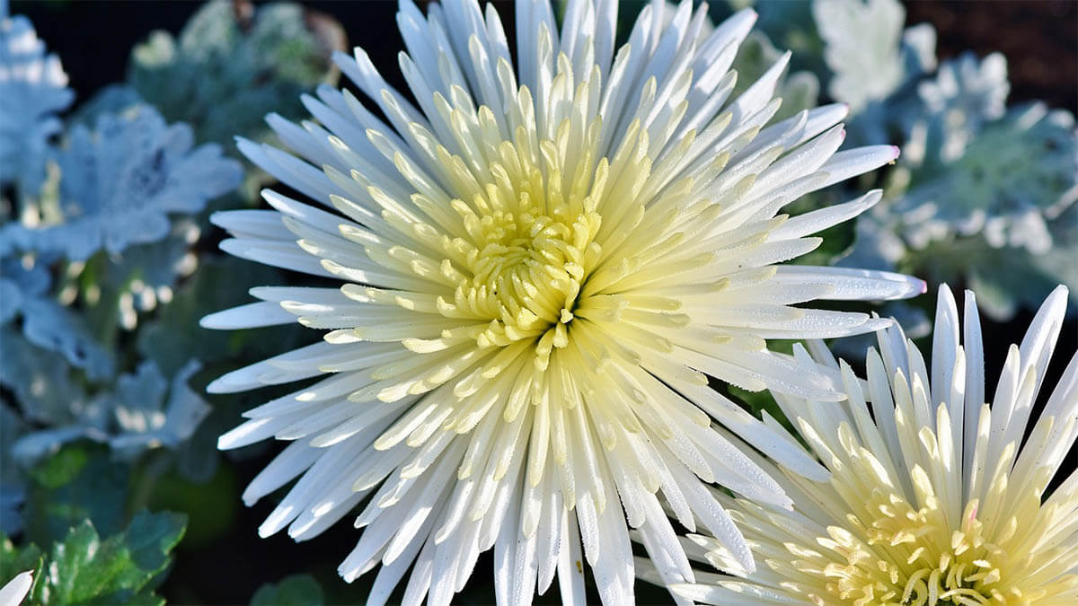 aster weisse bluete