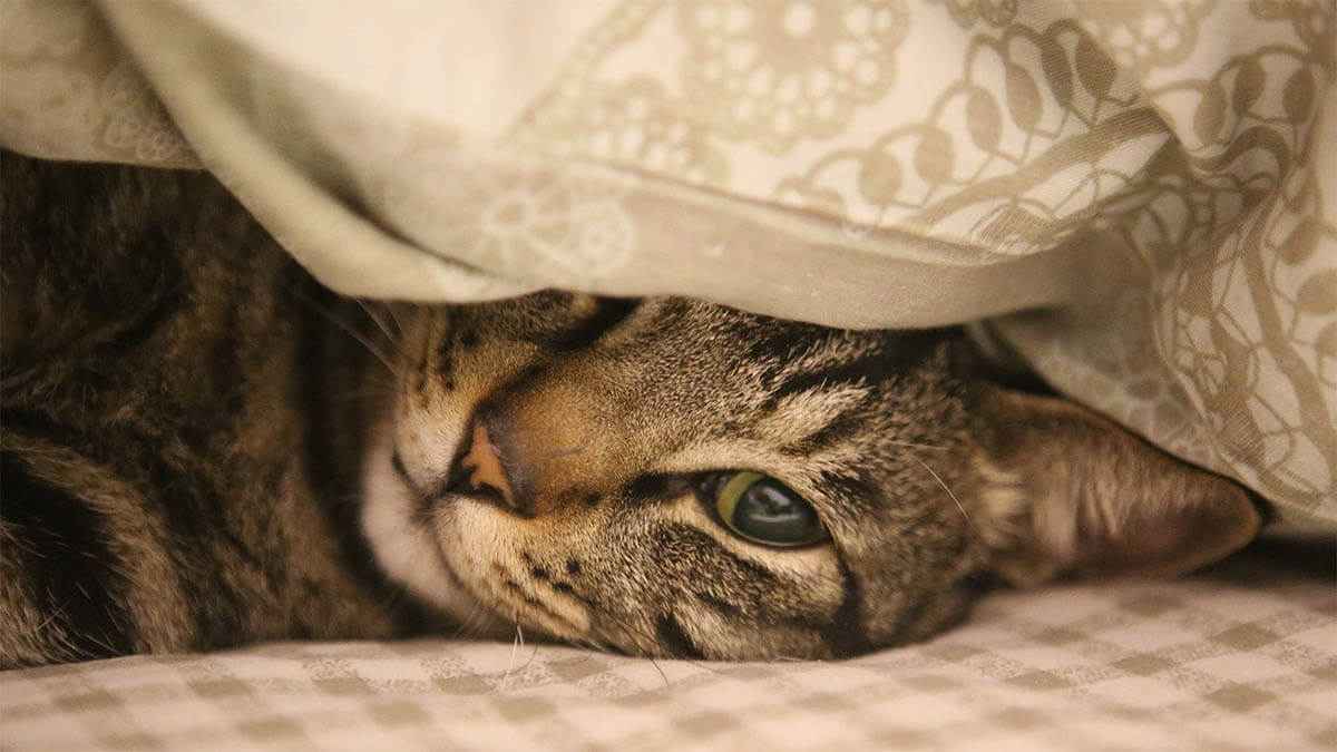 katze versteckt sich
