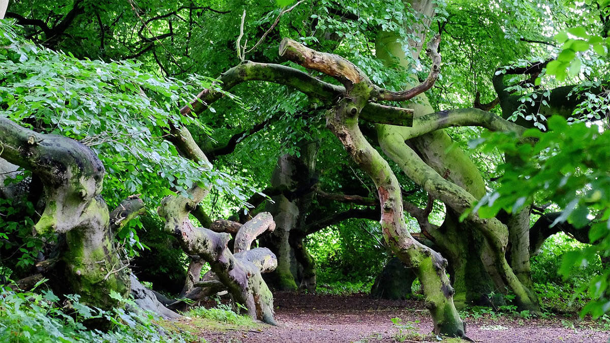 spazieren-waldweg