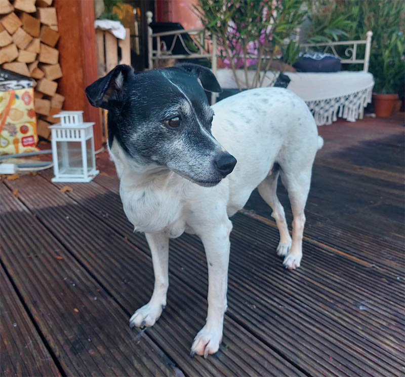 hund dolly lipom