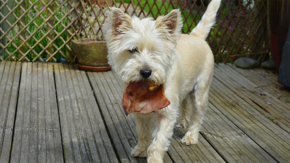 hund-schweineohr