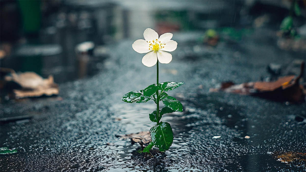 blume-beton